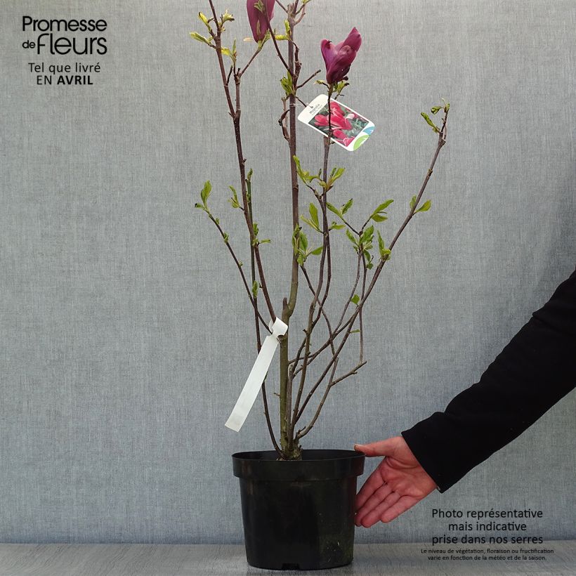 Magnolia liliflora Nigra Vaso da 3L/4L esemplare consegnato in primavera