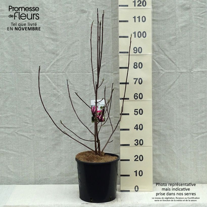 Esemplare di Magnolia liliflora Nigra Vaso da 7,5L/10L come consegnato in autunno