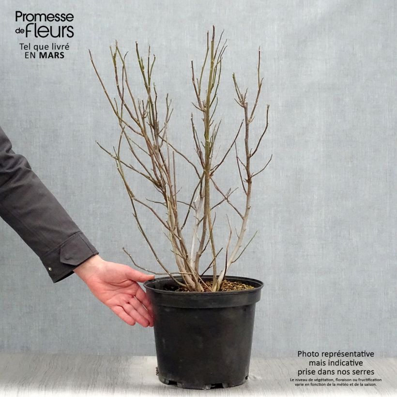 Magnolia liliflora Nigra Vaso da 7,5L/10L esemplare consegnato in primavera