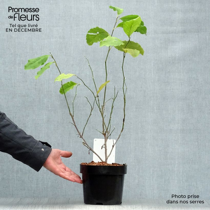 Magnolia Leonard Messel Vaso da 3L/4L esemplare consegnato in inverno