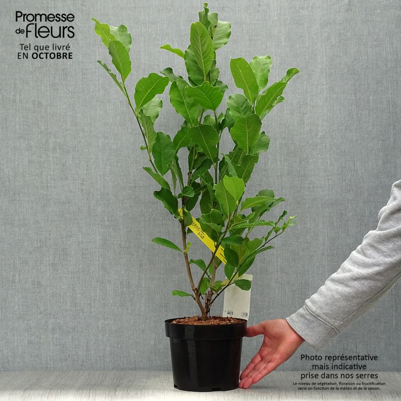 Esemplare di Magnolia Leonard Messel Vaso da 3L/4L come consegnato in autunno