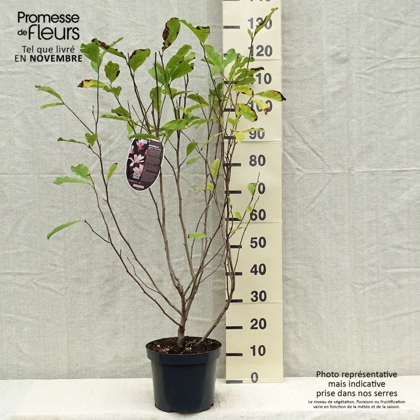 Esemplare di Magnolia Leonard Messel Vaso da 6L/7L come consegnato in autunno