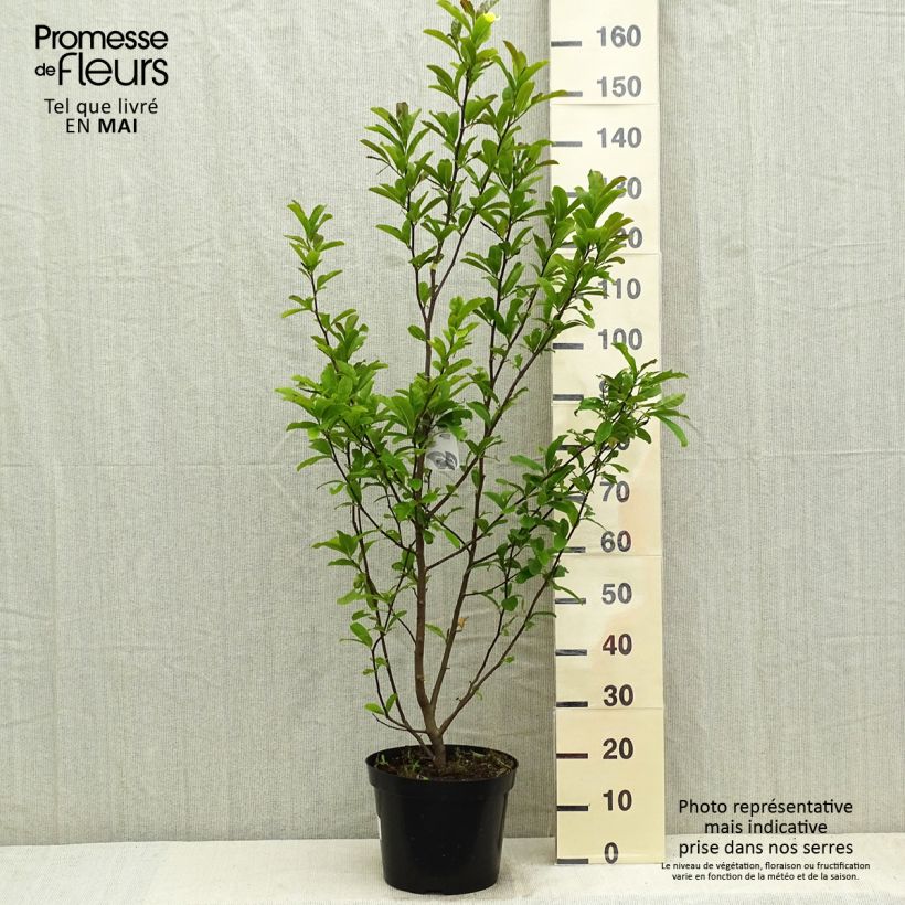 Magnolia Leonard Messel Vaso da 6L/7L esemplare consegnato in primavera