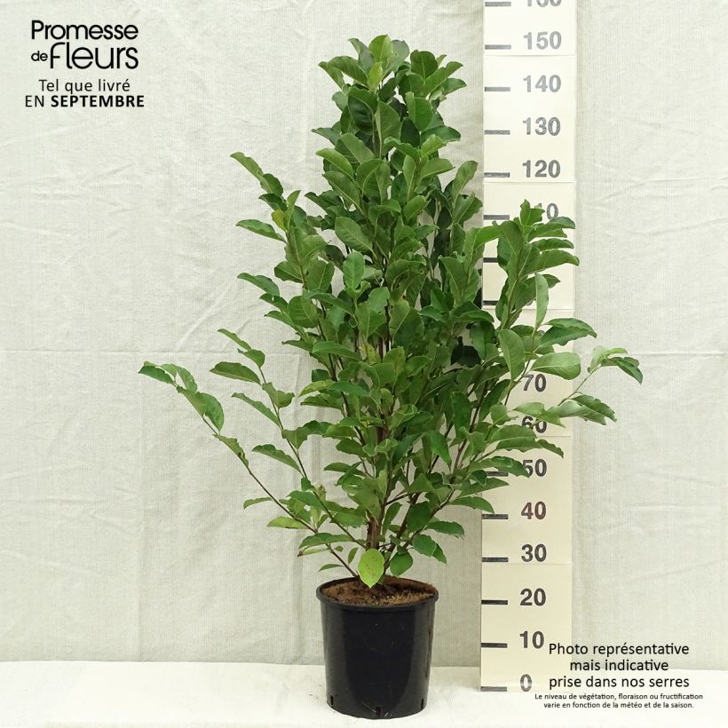 Esemplare di Magnolia Merrill Vaso da 7,5L/10L come consegnato in autunno