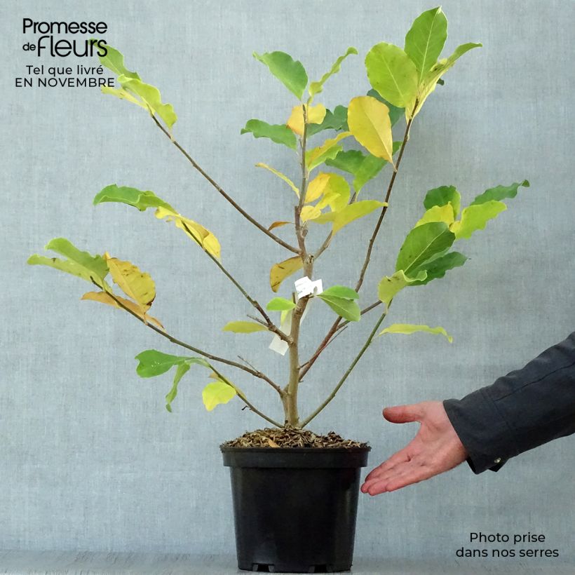Esemplare di Magnolia Wildcat Vaso da 4L/5L come consegnato in autunno