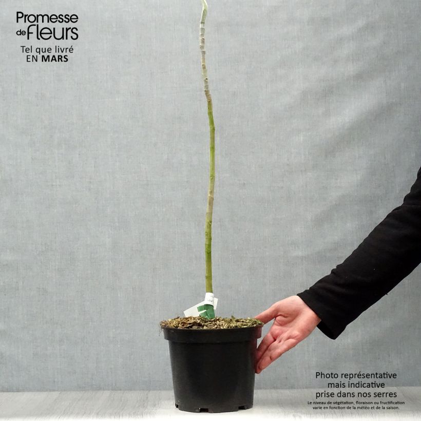 Magnolia macrophylla Vaso da 4L/5L esemplare consegnato in primavera