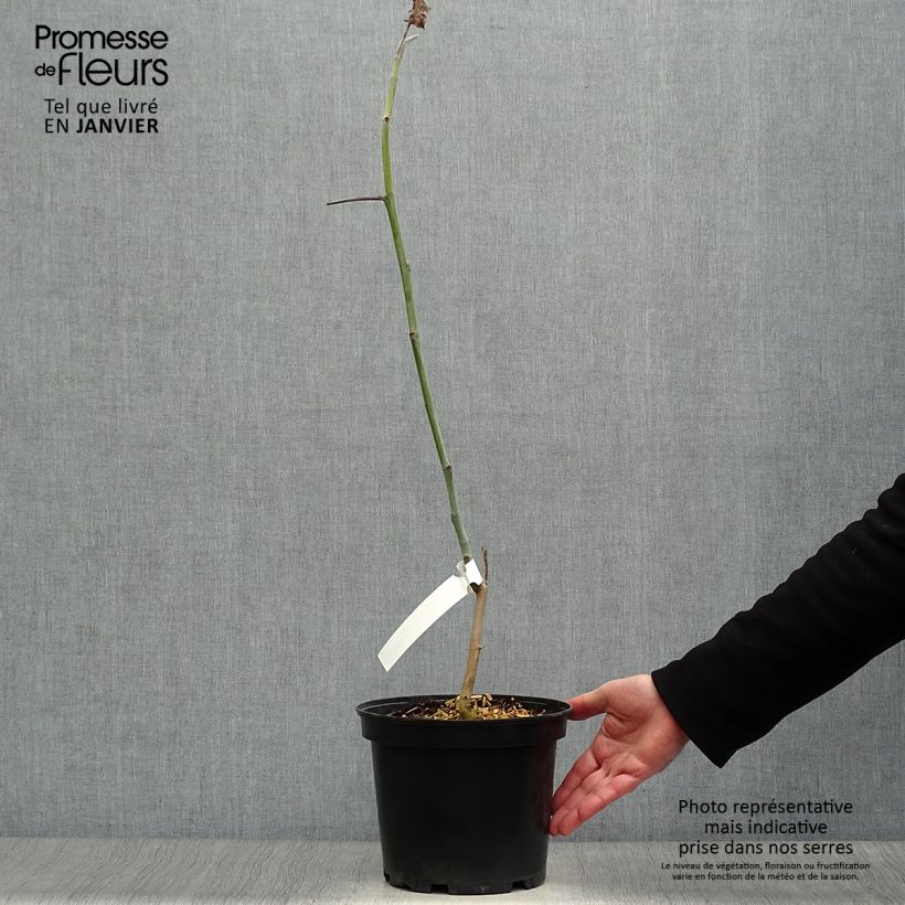 Magnolia macrophylla subsp. ashei Vaso da 4L/5L esemplare consegnato in inverno