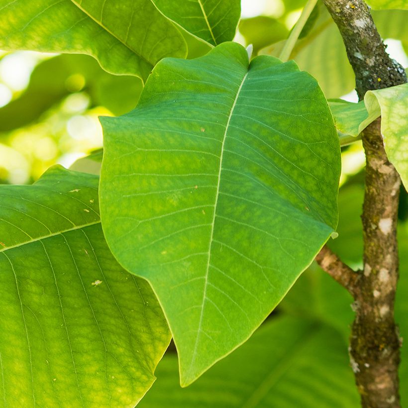 Magnolia macrophylla subsp. ashei (Fogliame)