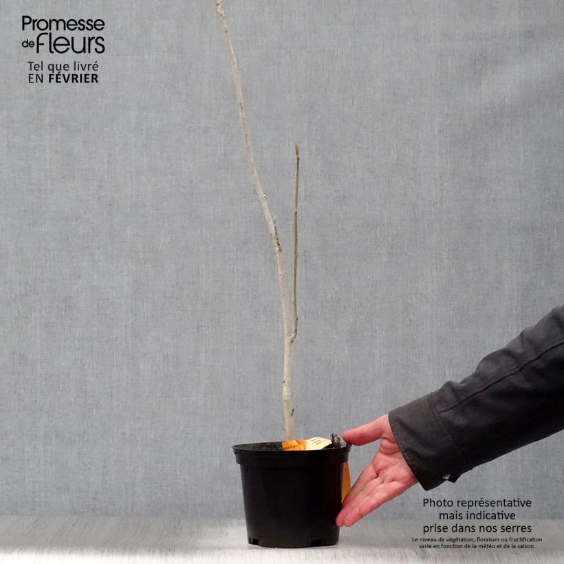 Magnolia officinalis var. biloba Vaso da 4L/5L esemplare consegnato in inverno