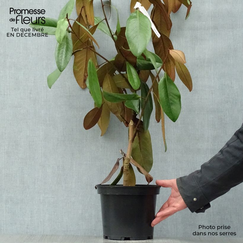 Magnolia grandiflora D.d. blanchard Vaso da 4L/5L esemplare consegnato in inverno