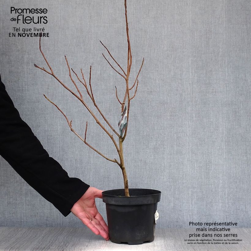 Esemplare di Magnolia sieboldii Vaso da 3L/4L come consegnato in autunno