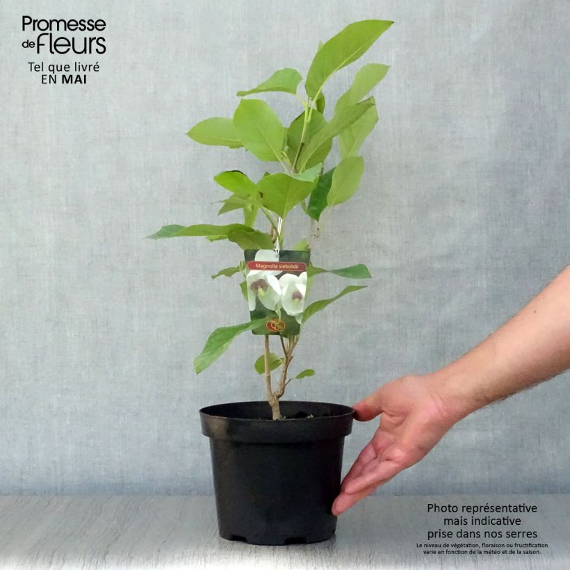 Magnolia sieboldii Vaso da 3L/4L esemplare consegnato in primavera