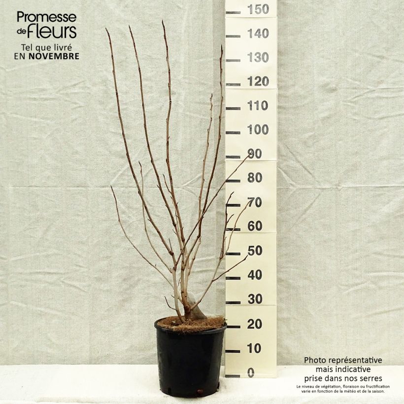 Esemplare di Magnolia sieboldii Vaso da 12L/15L come consegnato in autunno