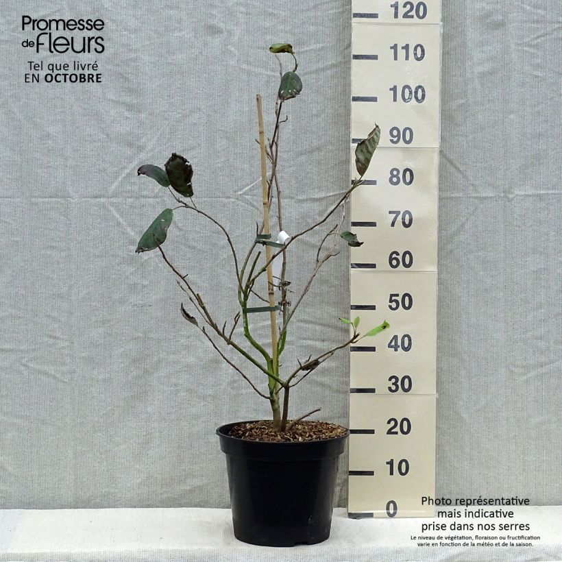 Esemplare di Magnolia sieboldii Colossus Vaso da 12L/15L come consegnato in autunno