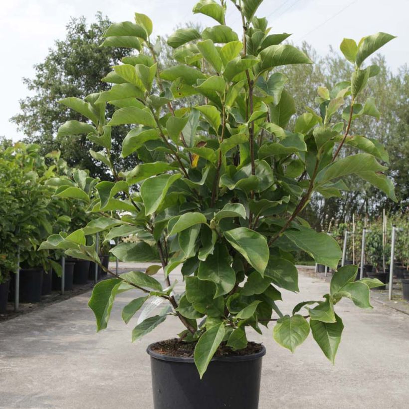Magnolia soulangeana Alba Superba (Porto)