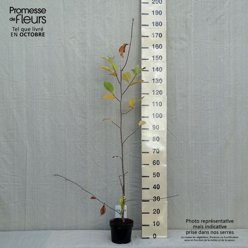 Esemplare di Magnolia soulangeana Alba Superba Vaso da 3L/4L come consegnato in autunno