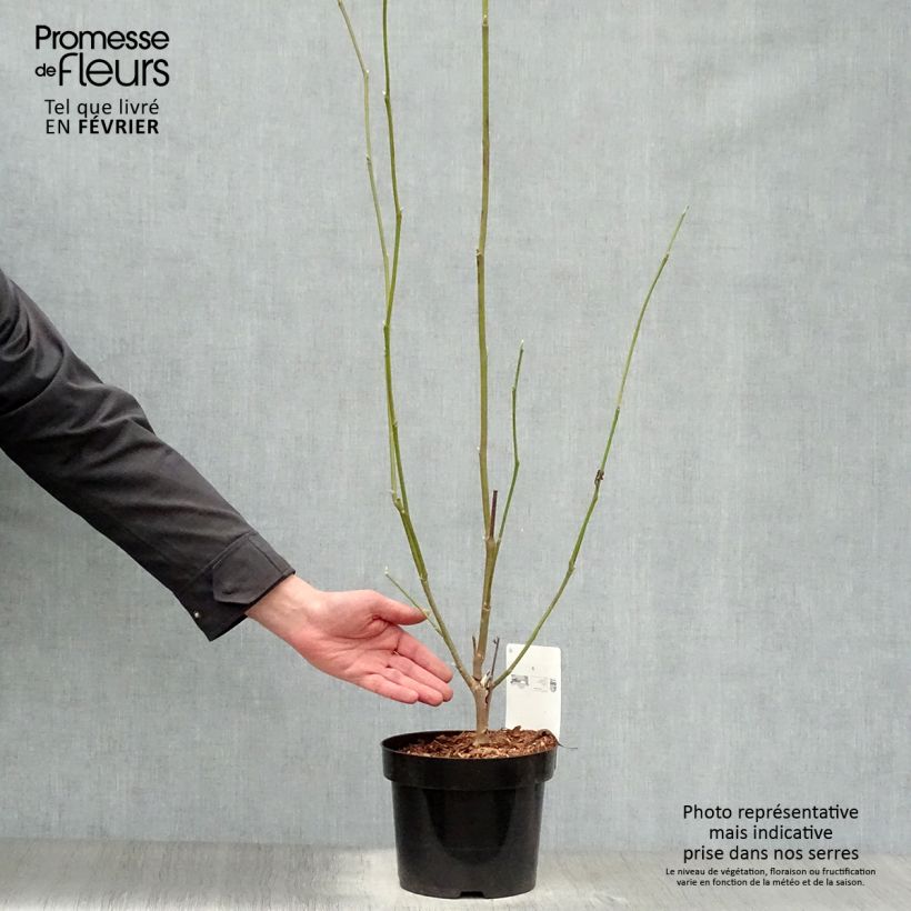 Magnolia soulangeana Alba Superba Vaso da 3L/4L esemplare consegnato in inverno