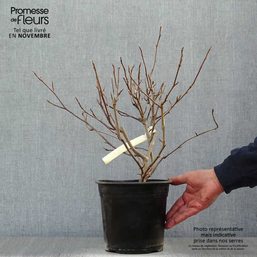 Esemplare di Magnolia soulangeana - Magnolia ibrida Vaso da 3L/4L come consegnato in autunno