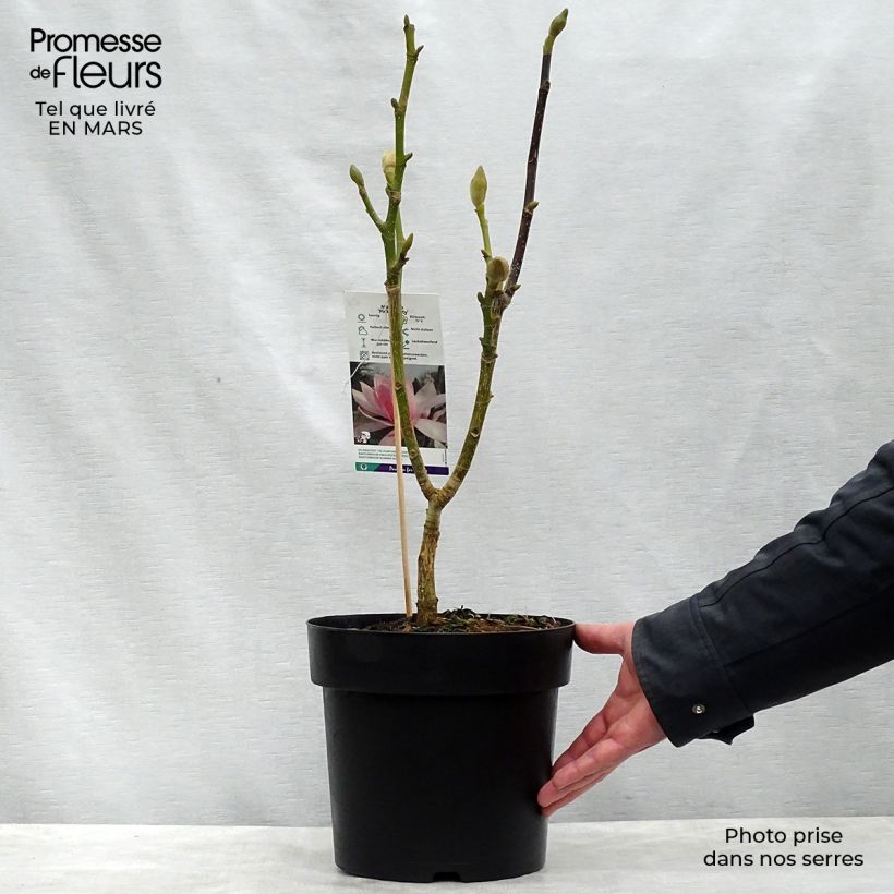 Magnolia Pink Beauty Vaso da 6L/7L esemplare consegnato in primavera