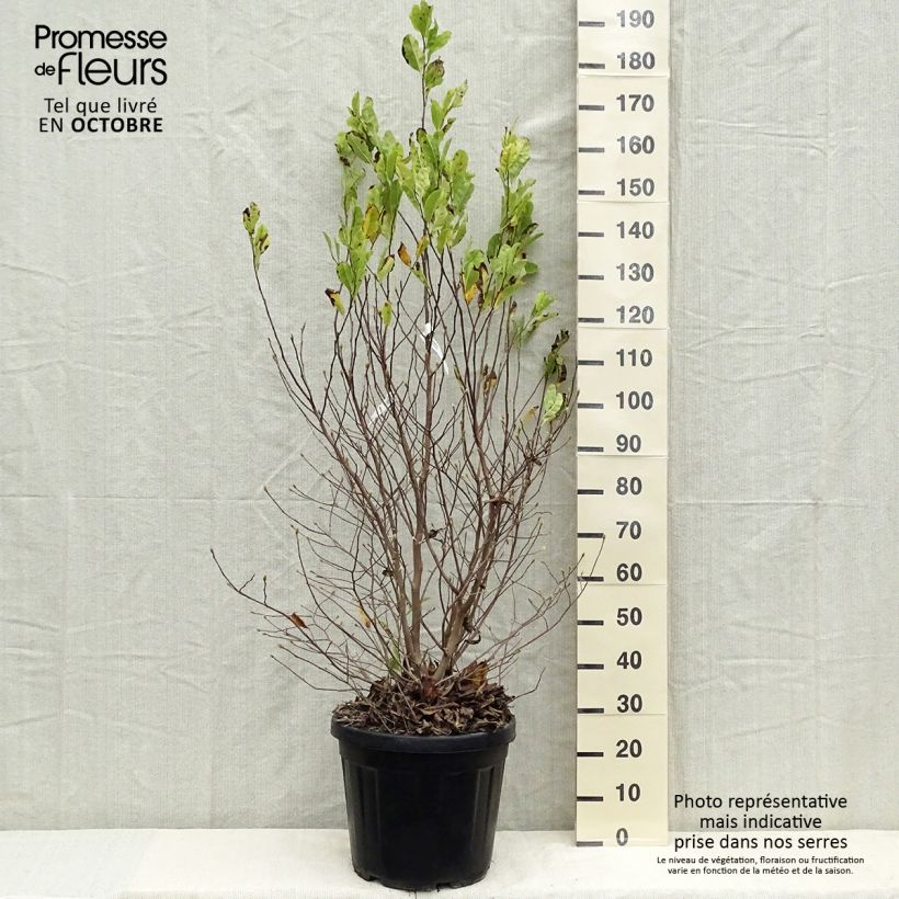 Esemplare di Magnolia stellata Vaso da 20L/25L come consegnato in autunno