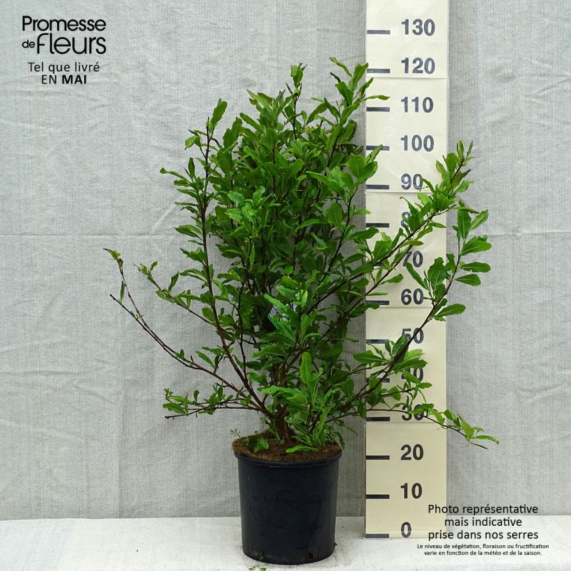 Magnolia stellata Vaso da 7,5L/10L esemplare consegnato in primavera