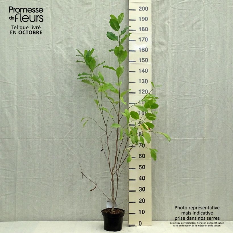 Esemplare di Magnolia stellata Rosea Vaso da 2L/3L come consegnato in autunno