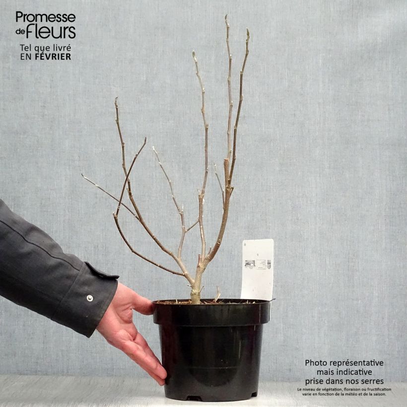 Magnolia stellata Royal Star Vaso da 3L/4L esemplare consegnato in inverno