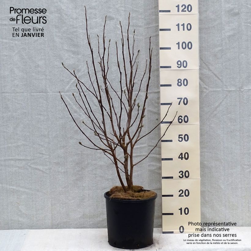 Magnolia stellata Royal Star Vaso da 12L/15L esemplare consegnato in inverno
