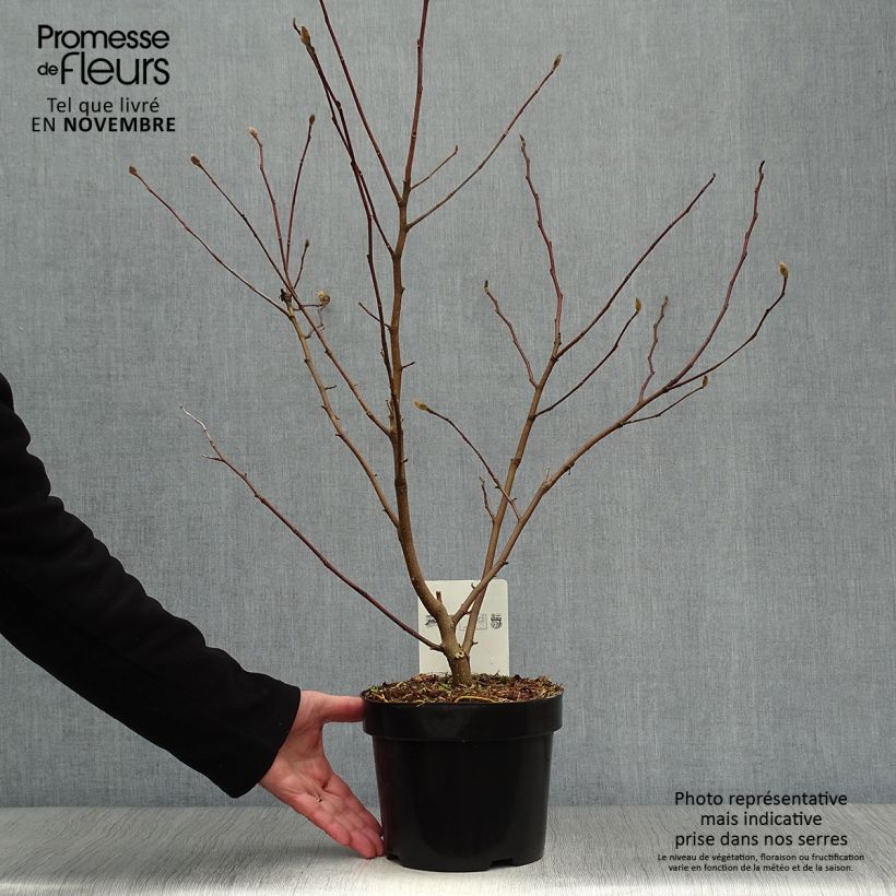 Esemplare di Magnolia stellata Royal Star Vaso da 3L/4L come consegnato in autunno