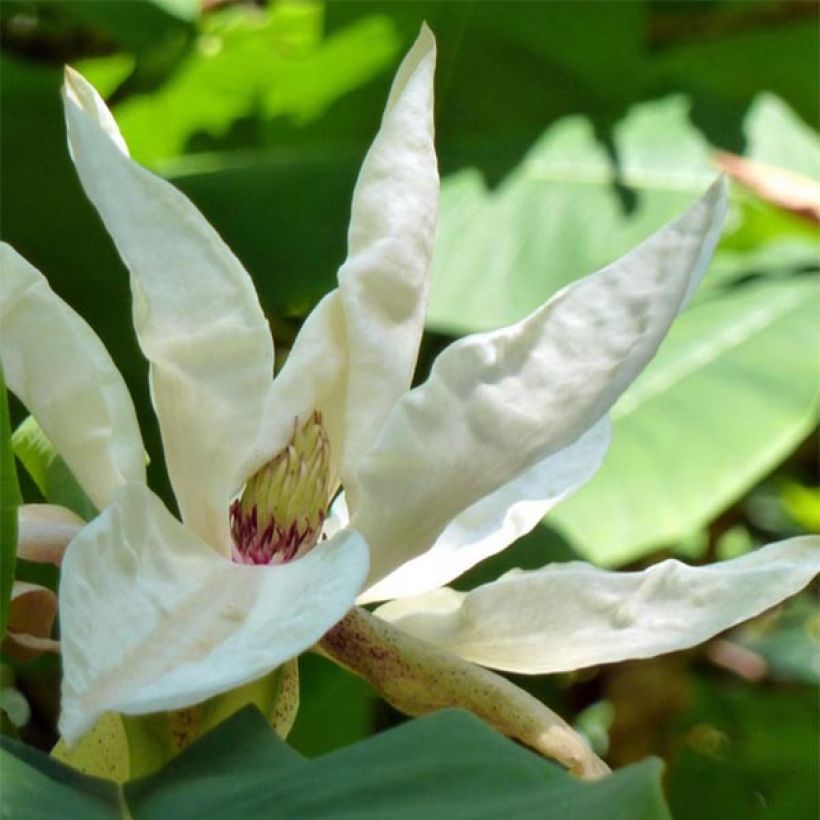Magnolia tripetala (Fioritura)
