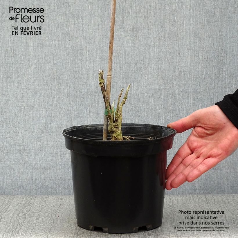 Magnolia tripetala Vaso da 3L/4L esemplare consegnato in inverno