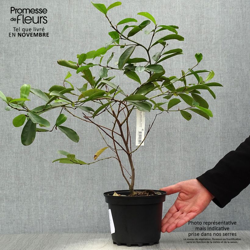 Esemplare di Magnolia yunnanensis Vaso da 3L/4L come consegnato in autunno