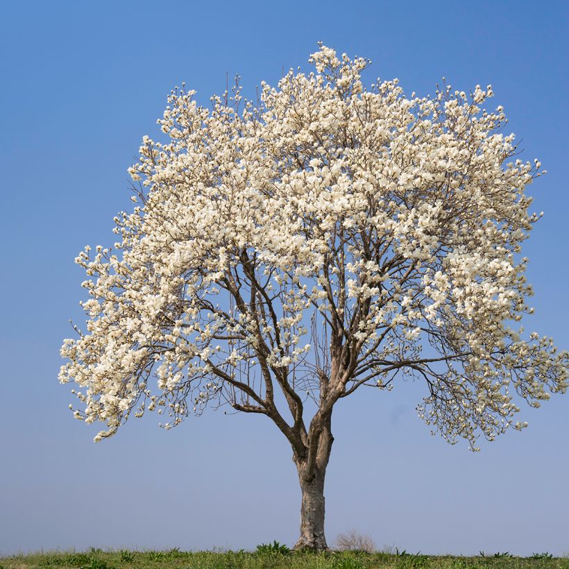 Magnolia kobus (semi) (Porto)