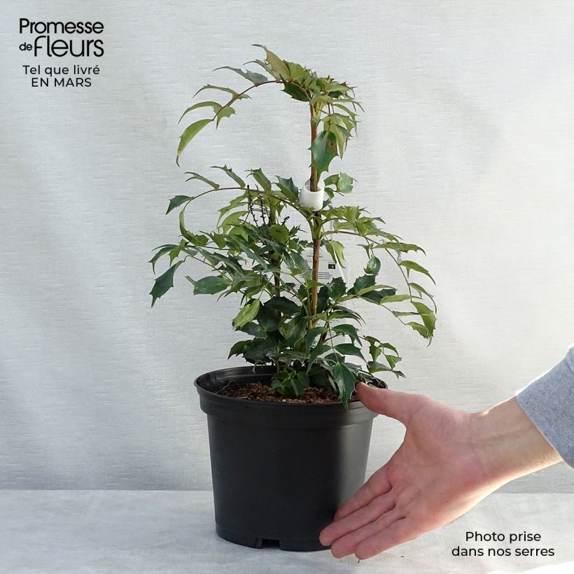 Mahonia nitens Cabaret Vaso da 2L/3L esemplare consegnato in primavera