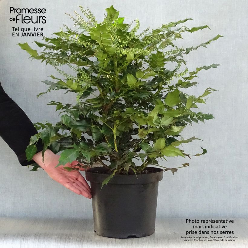 Mahonia japonica Hivernant Vaso da 7,5L/10L esemplare consegnato in inverno