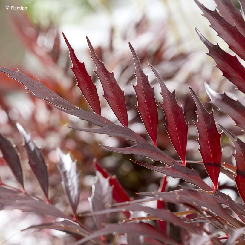 Mahonia Meteor (Fogliame)
