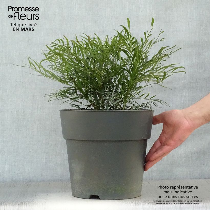 Mahonia eurybracteata Soft Caress Vaso da 7,5L/10L esemplare consegnato in primavera