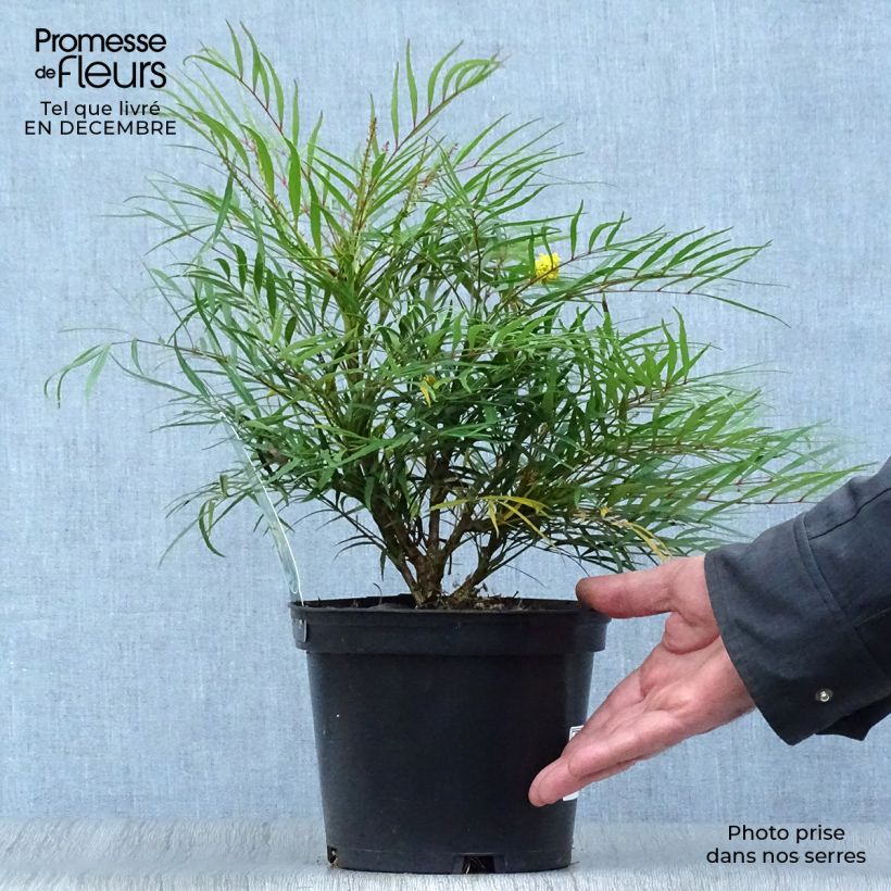 Mahonia eurybracteata Soft Caress Vaso da 3L/4L esemplare consegnato in inverno