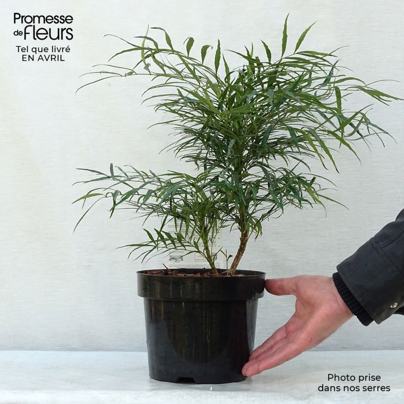 Mahonia eurybracteata Soft Caress Vaso da 3L/4L esemplare consegnato in primavera