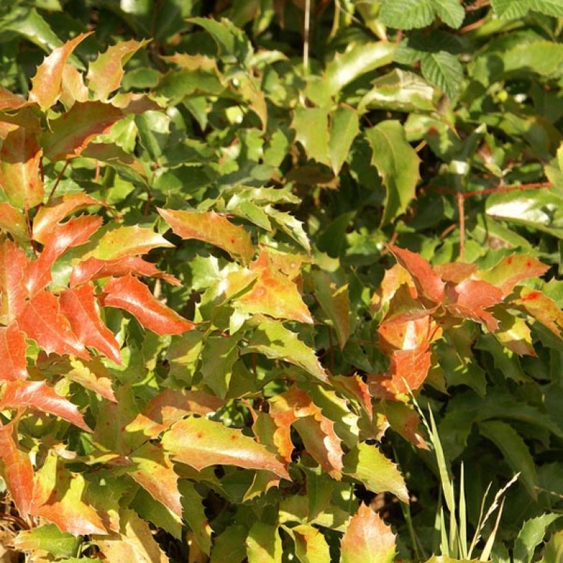 Mahonia aquifolium (Fogliame)