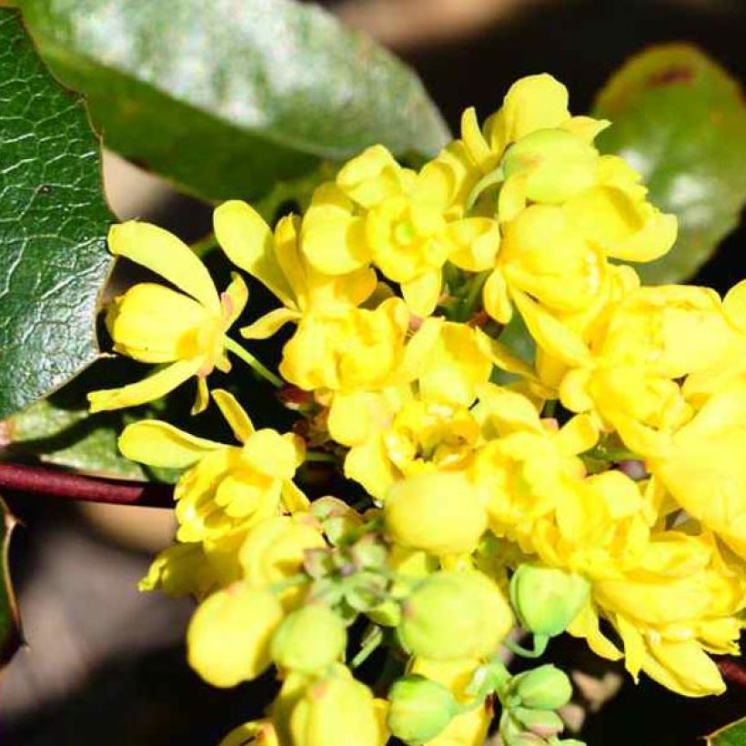 Mahonia aquifolium (Fioritura)