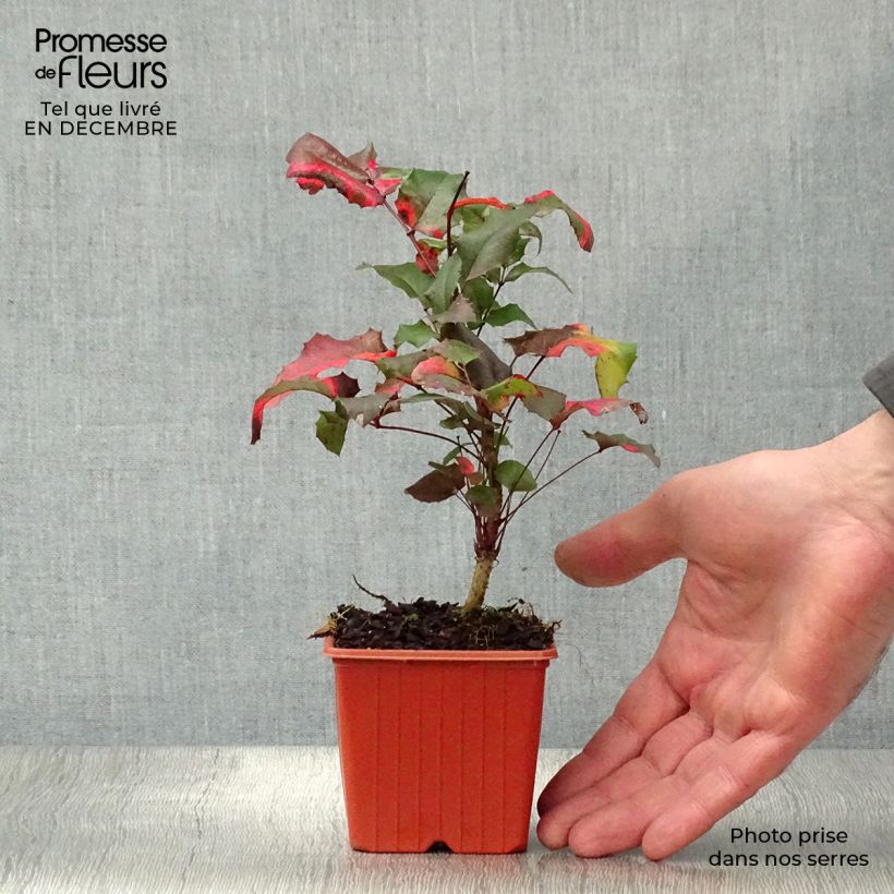 Mahonia aquifolium Vasetto da 8/9 cm esemplare consegnato in inverno