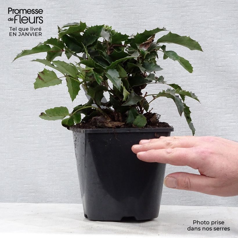 Mahonia aquifolium Apollo Vaso da 2L/3L esemplare consegnato in inverno