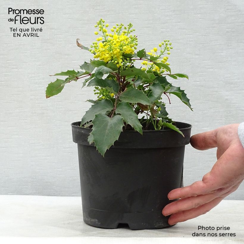 Mahonia aquifolium Apollo Vaso da 2L/3L esemplare consegnato in primavera