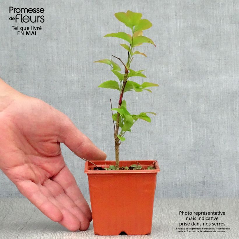 Mahonia aquifolium Vasetto da 8/9 cm esemplare consegnato in primavera