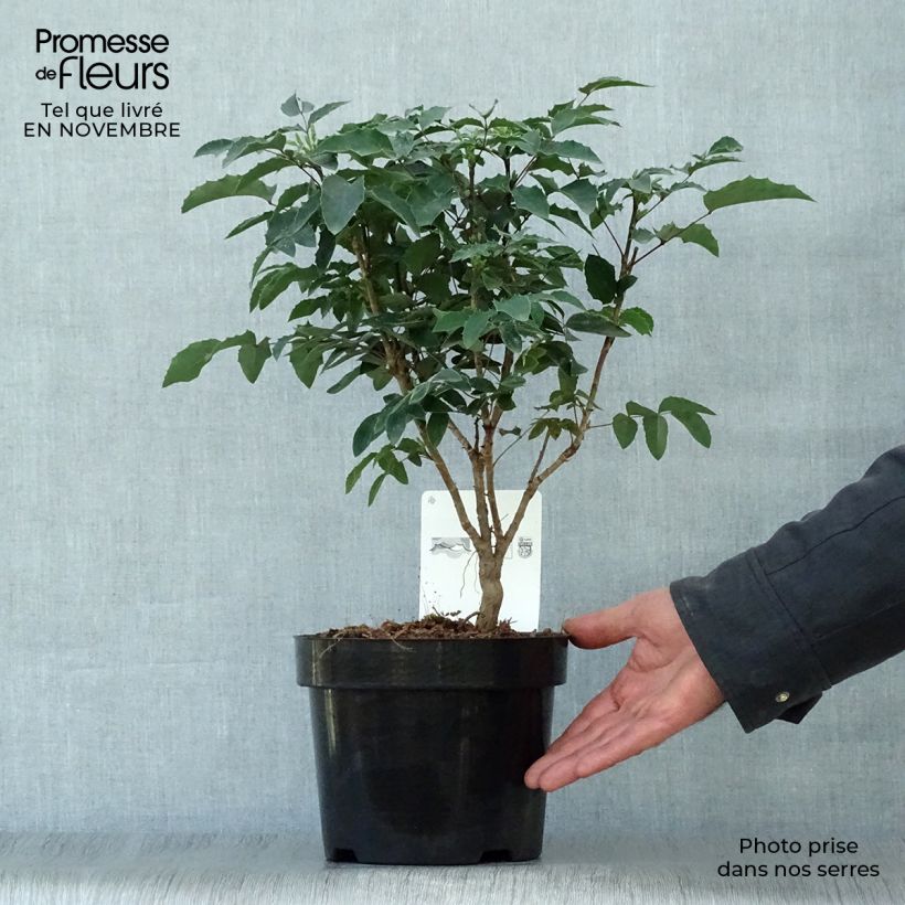 Esemplare di Mahonia aquifolium Vaso da 2L/3L come consegnato in autunno