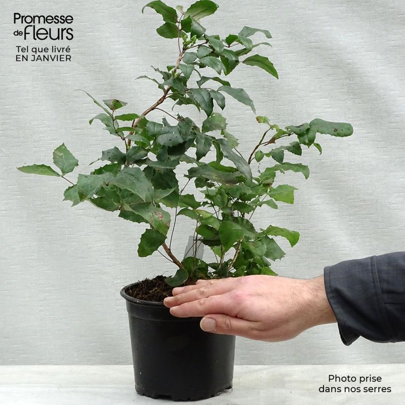Mahonia aquifolium Vaso da 2L/3L esemplare consegnato in inverno