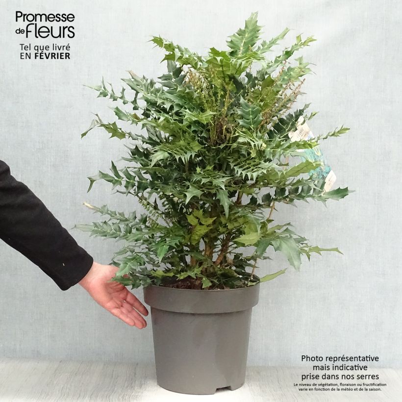 Mahonia media Winter Sun Vaso da 7,5L/10L esemplare consegnato in inverno