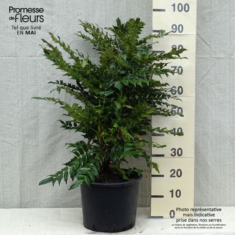 Mahonia media Winter Sun Vaso da 7,5L/10L esemplare consegnato in primavera