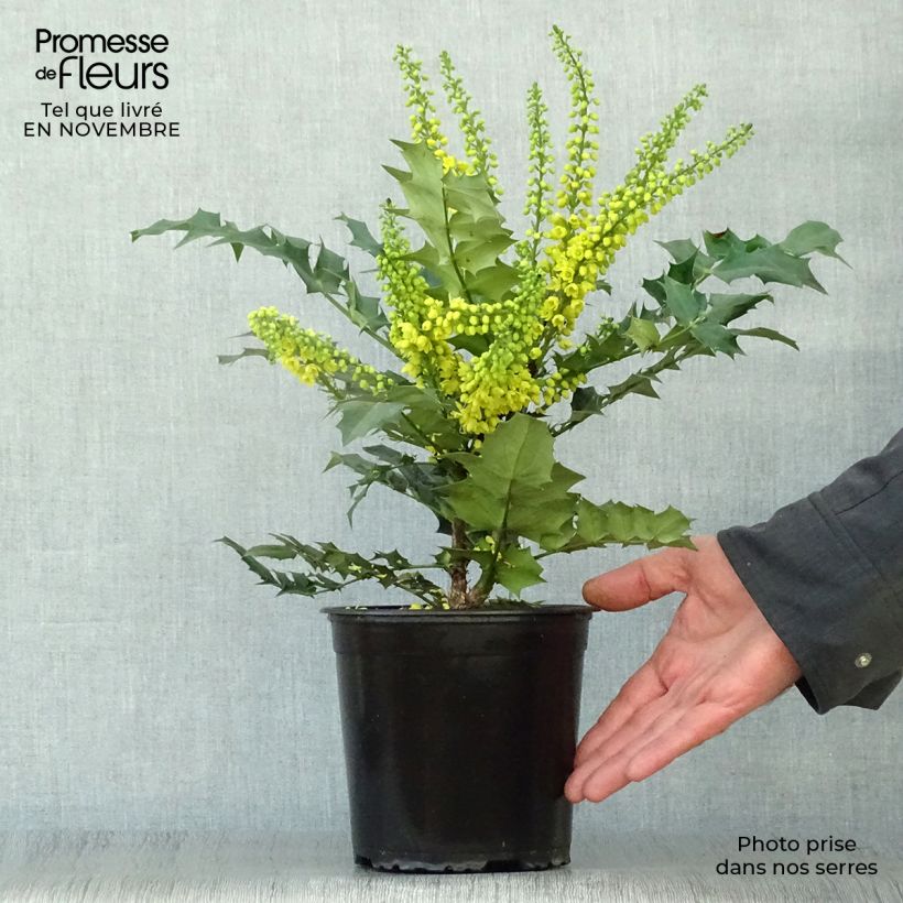 Esemplare di Mahonia media Winter Sun Vaso da 2L/3L come consegnato in autunno